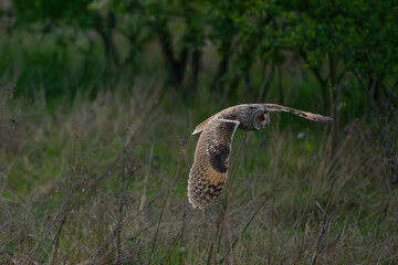 Long-eared owl evening hunt #9