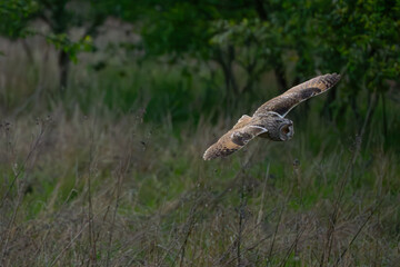 Long-eared owl evening hunt #11