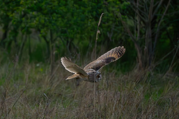 Long-eared owl evening hunt #10