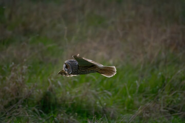 Long-eared owl evening hunt #5