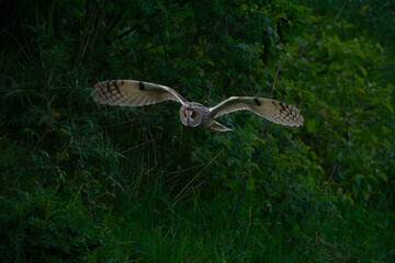 Long-eared owl evening hunt #4