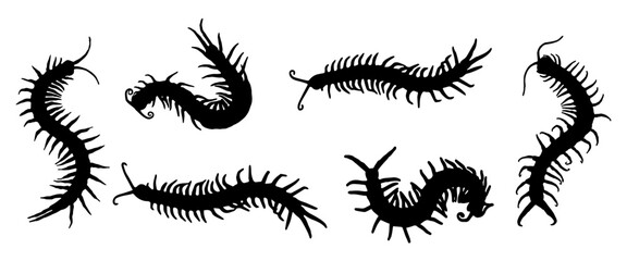 Halloween day
Silhouette of a centipede 