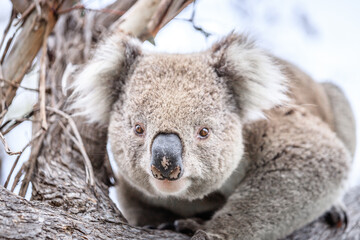 Obraz premium Curious Koala Peering from a Eucalyptus Tree, Raymond Island, Australia