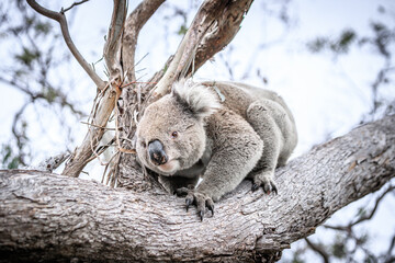 Koala Climbing a Tree in Its Natural Habitat