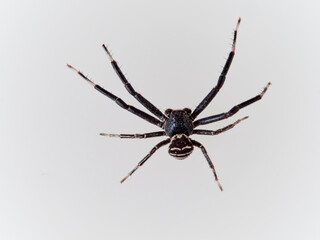 Crab spider. Toad Crab Spider. Bassaniodes bufo