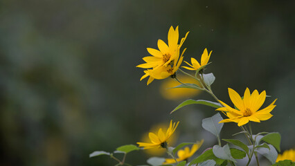 żółty kwiat  © Marek Polak