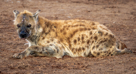 Spotted Hyena photographed in Addo Elephant Park, South Africa