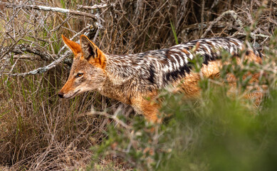 Black-backed jackal photographed in the Addo Elephant Park, South Africa