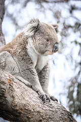 Close-Up of a Koala Resting on Tree Trunk