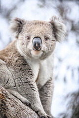 Close-Up of a Koala Resting on Tree Trunk