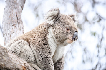 Close-Up of a Koala Resting on Tree Trunk