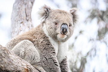 Close-Up of a Koala Resting on Tree Trunk