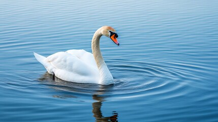 Fototapeta premium A graceful white swan with an orange beak, swimming in a blue lake with ripples around it.