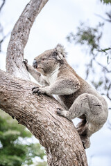 Koala Climbing a Tree in its Natural Australian Habitat, Raymond Island, Australia