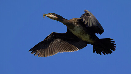 kormoran z rybą  © Marek Polak