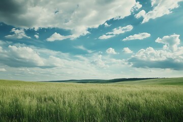 Fototapeta premium Vast green field under blue sky with white clouds, picturesque landscape image