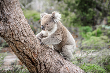 Koala Climbing a Tree in its Natural Australian Habitat, Raymond Island, Australia