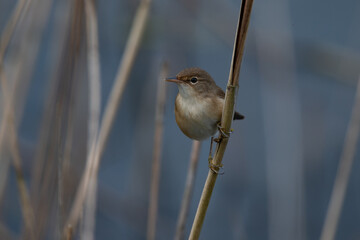 rousserolle effarvatte, acrocephalus scirpaceus sur sa branche