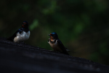 hirondelle rustique, hirundo rustica, 