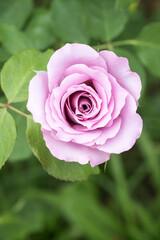 Beautiful rose in garden.