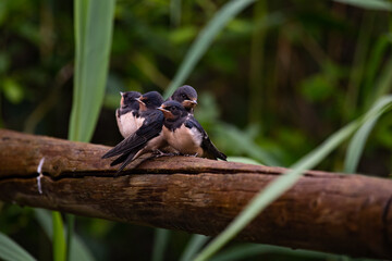 hirondelle rustique, hirundo rustica