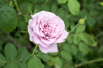 Beautiful rose in garden.