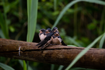 hirondelle rustique, hirundo rustica.  © Nomie