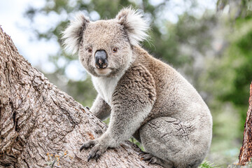Adorable Wild Koala Sitting on a Tree Branch, Raymond Island, Australia