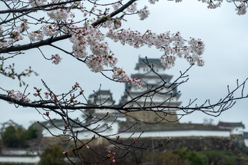 Himeji Castle in Spring, Japan. White Heron and cherry blossoms