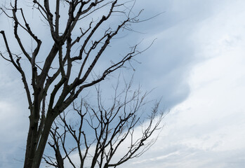 Bare tree on cloudy sky background