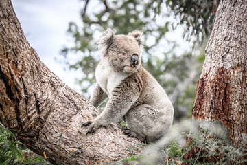 Adorable Wild Koala Sitting on a Tree Branch, Raymond Island, Australia