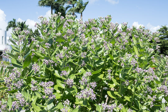 The Akund Calotrope flowers.
