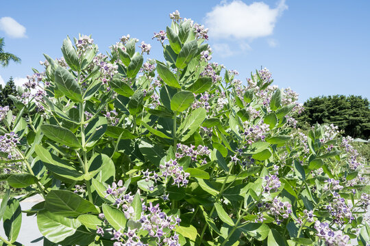 The Akund Calotrope flowers.