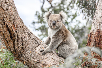 Adorable Wild Koala Sitting on a Tree Branch, Raymond Island, Australia