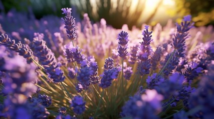 lavender lavenders