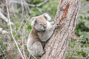 Koala Climbing a Tree in its Natural Australian Habitat, Raymond Island, Australia