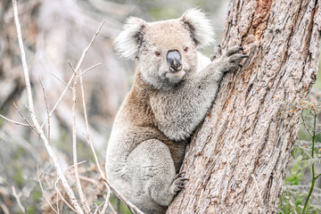 Koala Climbing a Tree in its Natural Australian Habitat, Raymond Island, Australia