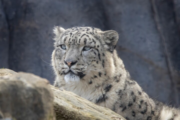Snow leopard © adrian