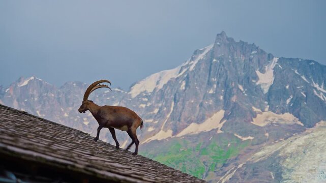 A mountain goat with large horns on the roof of a wooden house gracefully surveys its domain. Wild goat with horns on top of a mountain in the Alps. Alpine ibex. Beautiful alpine landscape
