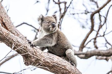 Koala Climbing a Tree in its Natural Australian Habitat, Raymond Island, Australia