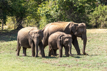 Obraz premium Elephant in Sri Lanka