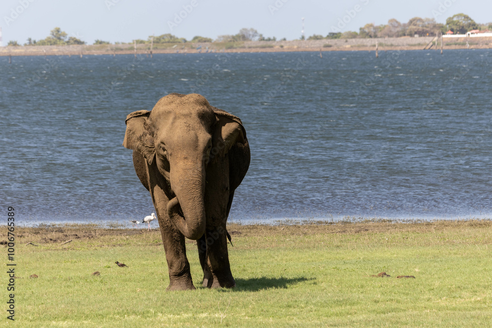 Wall mural elephant in sri lanka
