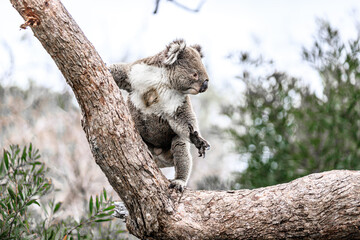 A Koala Navigates a Tree Branch with Grace and Ease, Raymond Island, Australia