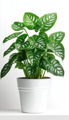 Fototapeta premium Detailed lines and textures of a Fannie Munson Caladium elephant ear plant