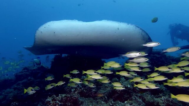 Black blotched stingray filmed from underneath swimming over coral reef
