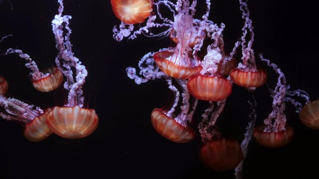 A mesmerizing close-up shot of several red orange translucent jellyfish gently floating against a dark, deep-sea background. A graceful, ethereal underwater scene, the beauty of marine life in motion.
