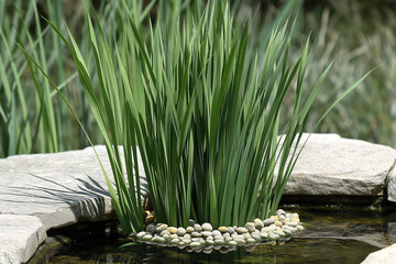 Serene Pond with Lush Green Reeds and Stone Edging