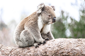 Adorable Wild Koala Sitting on a Tree Branch, Raymond Island, Australia © Bossa Art