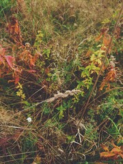 An autumn or fall field in the morning. Rural nature. A meadow in September with red, green and yellow plants.