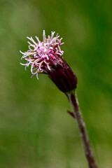Alpen-Brandlattich // Alpine coltsfoot, purple colt's-foot (Homogyne alpina) - Orjen-Gebirge, Montenegro